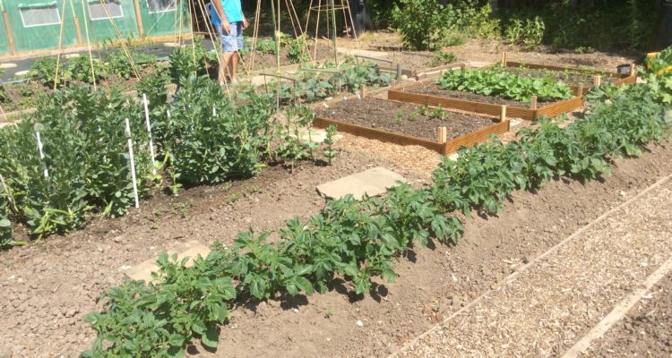 Derek's allotment