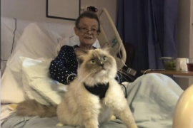 Stacey's mum in a bed at the hospice, with George her ragdoll cat who is grey and white sat on the bed too