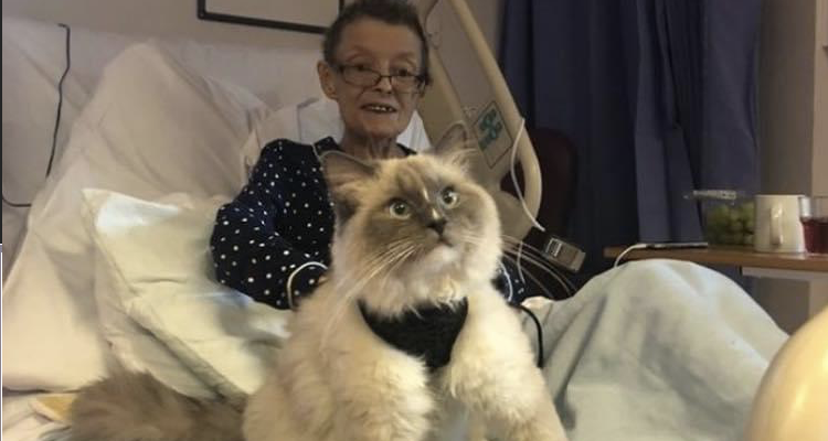 Stacey's mum in a bed at the hospice, with George her ragdoll cat who is grey and white sat on the bed too